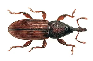 20th Century Art: Weevil (Rhopalomesites tardyi), 1998 by Ma 20th Century Art: Weevil (Rhopalomesites tardyi), 1998 by Ma