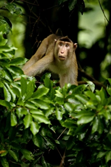 An adult Pig-tailed Macaque observes the area An adult Pig-tailed Macaque observes the area