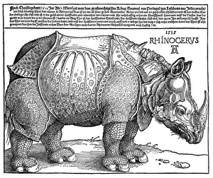 Albrecht Durers Rhinoceros Albrecht Durers Rhinoceros
