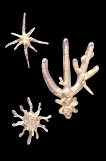 Amoeba proteus, amoebae Amoeba proteus, amoebae