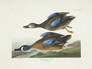 Anas discors, blue-winged teal Anas discors, blue-winged teal