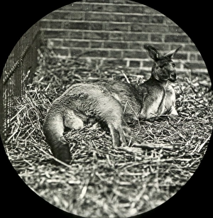 Animals at a French Zoo - Blackfaced kangeroos Animals at a French Zoo - Blackfaced kangeroos