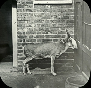 Animals at a French Zoo - Saiga Antelope Animals at a French Zoo - Saiga Antelope