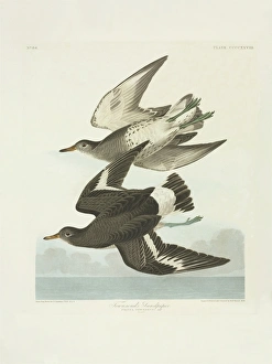 Aphriza virgata, surfbird Aphriza virgata, surfbird