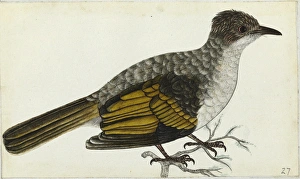 Ashy Bulbul, Hemixos flavala Ashy Bulbul, Hemixos flavala