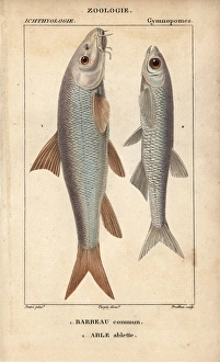 Barbel, Barbu barbu, and bleak, Alburnus alburnus Barbel, Barbu barbu, and bleak, Alburnus alburnus