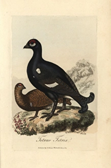 Black grouse or blackgame bird, Tetrao tetrix Black grouse or blackgame bird, Tetrao tetrix