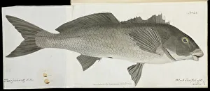 Black jewfish Black jewfish