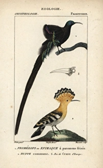 Black sicklebill, Epimachus fastosus (vulnerable) Black sicklebill, Epimachus fastosus (vulnerable)