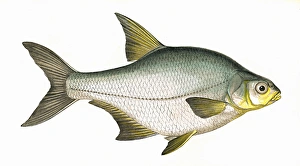Blicca bjoerkna, or Silver Bream Blicca bjoerkna, or Silver Bream