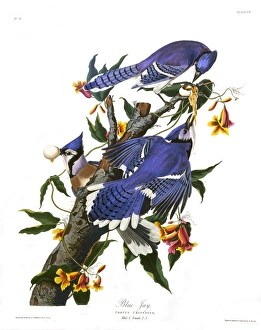 Blue Jay, by John James Audubon Blue Jay, by John James Audubon