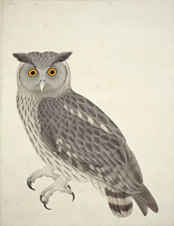 Bubo coromandus, dusky eagle owl Bubo coromandus, dusky eagle owl