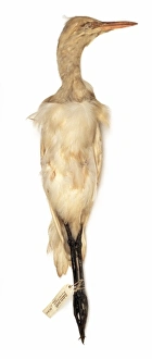 Bubulcus ibis, cattle egret Bubulcus ibis, cattle egret