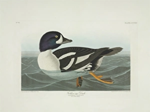 Bucephala islandica, Barrow's goldeneye Bucephala islandica, Barrow's goldeneye