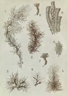 Cephalodiscus species Cephalodiscus species