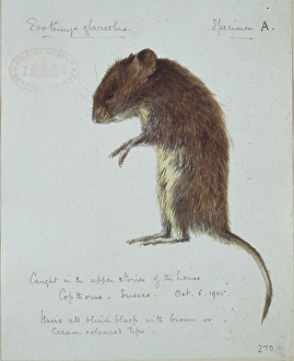 Clethrionomys glareolus, bank vole Clethrionomys glareolus, bank vole