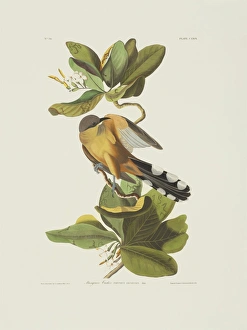 Coccyzus minor, mangrove cuckoo Coccyzus minor, mangrove cuckoo