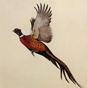 A Common Pheasant alarmed A Common Pheasant alarmed