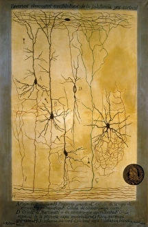 Cortical grey matter schema by Santiago Ramon Y Cajal Cortical grey matter schema by Santiago Ramon Y Cajal