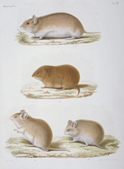 Cricetinae (subfamily), dwarf hamster Cricetinae (subfamily), dwarf hamster