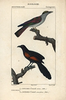 Cuckoo roller, Leptosomus discolor, and Sunda Cuckoo roller, Leptosomus discolor, and Sunda
