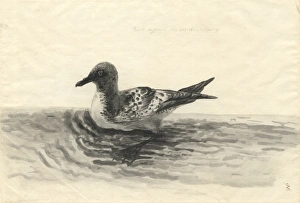 Daption capense, Cape petrel Daption capense, Cape petrel