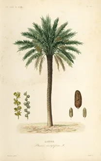 Date palm tree, Phoenix dactylifera Date palm tree, Phoenix dactylifera