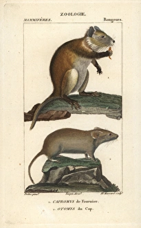 Desmarest's hutia, Capromys pilorides Desmarest's hutia, Capromys pilorides