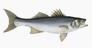 Dicentrarchus labrax, or European seabass Dicentrarchus labrax, or European seabass