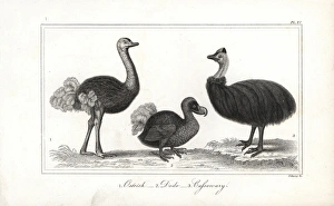 Dodo, ostrich and cassowary Dodo, ostrich and cassowary