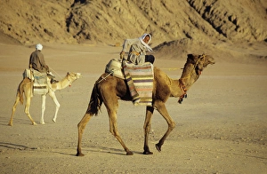 Egypt - Bedouin men return home on camels' back Egypt - Bedouin men return home on camels' back