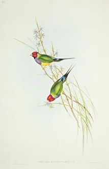 Erythrura gouldiae, Gouldian finch Erythrura gouldiae, Gouldian finch