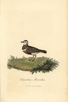 Eurasian dotterel, Charadrius morinellus Eurasian dotterel, Charadrius morinellus