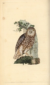 Eurasian Pygmy Owl, Glaucidium passerinum Eurasian Pygmy Owl, Glaucidium passerinum
