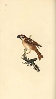 Eurasian tree sparrow, Passer montanus Eurasian tree sparrow, Passer montanus
