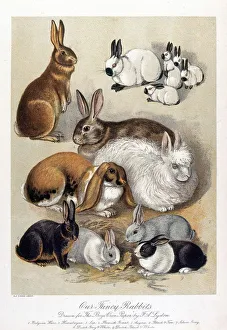 <b class=qtipBold><figcaption>Our Fancy Rabbits</figcaption></b><br>An illustration of various breeds of rabbit drawn for 'The Boy's Own Paper' by F. A. Lydon.<br><em>© Mary Evans Picture Library 2015 - https://copyrighthub.org/s0/hub1/creation/maryevans/MaryEvansPictureID/10222796</em> Our Fancy Rabbits