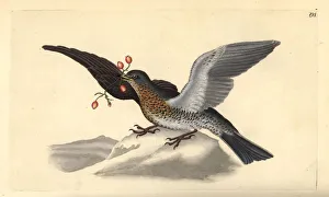 Fieldfare, Turdus pilaris Fieldfare, Turdus pilaris