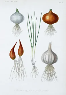 Food plant bulbs Food plant bulbs