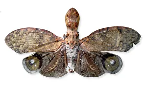 Fulgora laternaria, peanut head bug Fulgora laternaria, peanut head bug