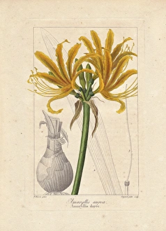 Golden flame lily, Pyrolirion aureum, native Golden flame lily, Pyrolirion aureum, native