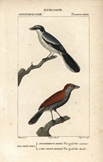 Great grey shrike and black-throated ant-shrike (female) Great grey shrike and black-throated ant-shrike (female)