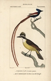 Great kiskadee, Pitangus sulphuratus, and Asian Great kiskadee, Pitangus sulphuratus, and Asian
