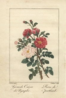 Great maidens blush rose and Duchess of Portland rose Great maidens blush rose and Duchess of Portland rose
