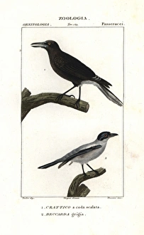 Grey currawong, Strepera versicolor, and black-tailed Grey currawong, Strepera versicolor, and black-tailed