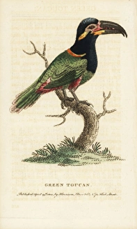 Goulds Toucanet Goulds Toucanet