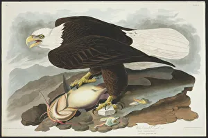 Haliaetus leucocephalus, bald eagle Haliaetus leucocephalus, bald eagle