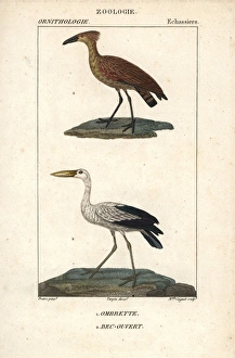 Hamerkop or hammerhead stork, Scopus umbretta Hamerkop or hammerhead stork, Scopus umbretta