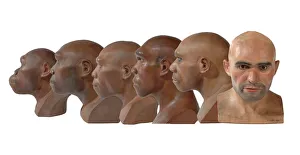 Hominid reconstructions in chronological order Hominid reconstructions in chronological order