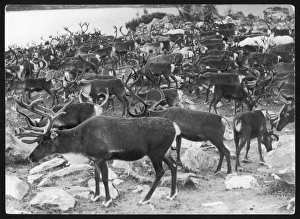 Lapland Reindeer Lapland Reindeer