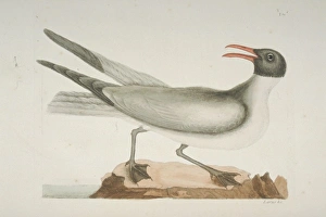 Larus atricilla, laughing gull Larus atricilla, laughing gull